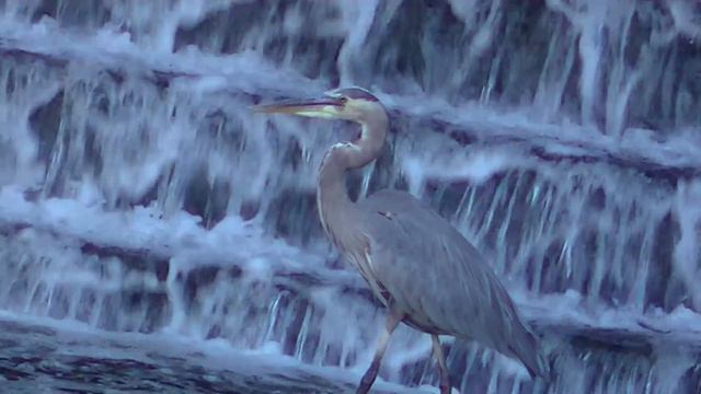 США дикой природы на открытом воздухе смотреть онлайн