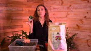 Когда пикировать петунию? Какой объем емкости нужен рассаде? Когда начинать подкармливать петунию?