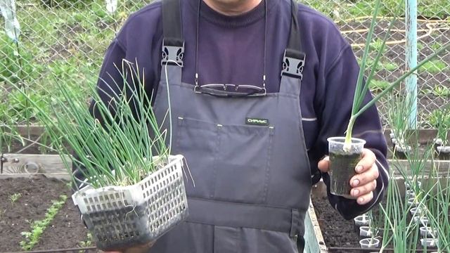 Выращивание лука Эксибишен и Кэнди через рассаду. смотреть онлайн