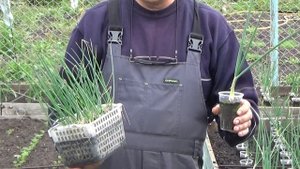 Выращивание лука  Эксибишен и Кэнди через рассаду.