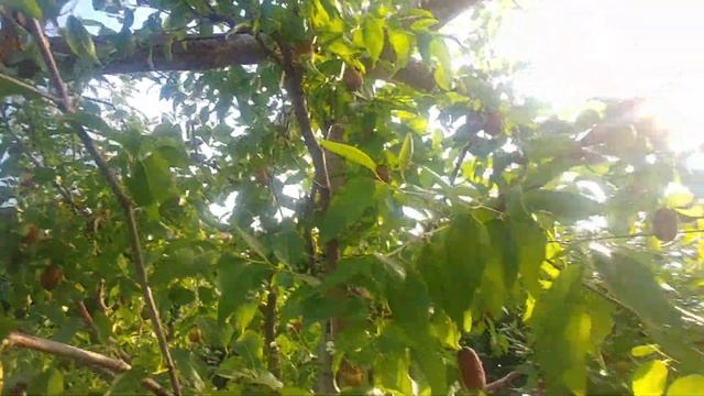 Зизифусы сортовые в Беларуси. Вы попросили, я снял. смотреть онлайн