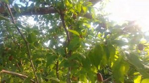 Зизифусы сортовые в Беларуси.  Вы попросили, я снял.