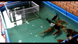 Разведение и выращивание малька Кои. Первый опыт. Кратко.