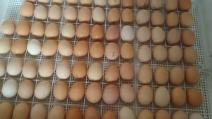 ИНКУБАЦИЯ БРОЙЛЕРНОГО ЯЙЦА КОББ–500//БИЗНЕС ПЛАН//