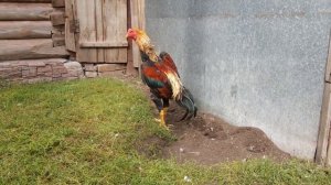 бойцовые петух (корея)