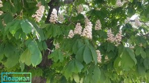 Каштан конский - описание, применение
