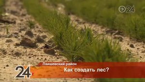 Нелегкий труд: как выращивают деревья в лесных питомниках Татарстана
