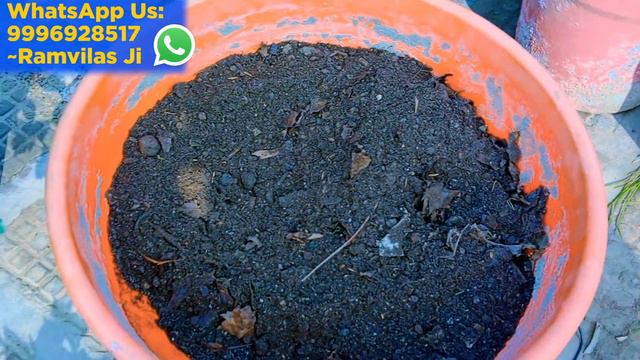 Dog Flower/Antirrhinum में ज्यादा से ज्यादा फूल लेने का सबसे आसान तरिका |How to Get Bumper Flowerin смотреть онлайн