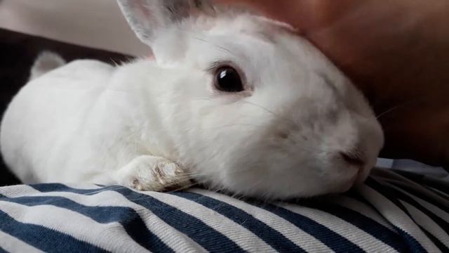 Кролик декоративный смотреть онлайн