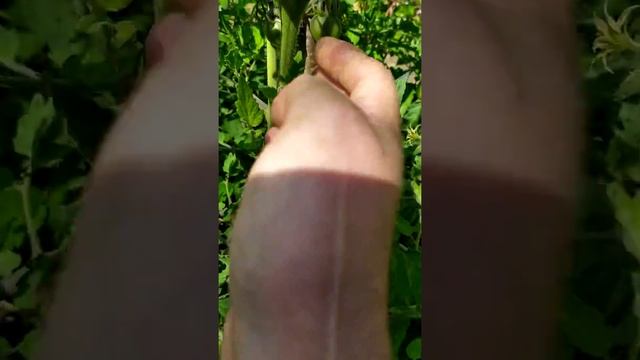 Обзор посадок томатов 08.07.2019 смотреть онлайн