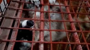 Удивительный способ передвижения енота