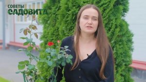 Грибок на розах. Мучнистая роса, пепелица, бель.