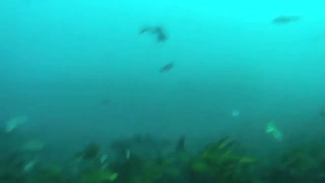 Team Dinamo 00 смотреть онлайн