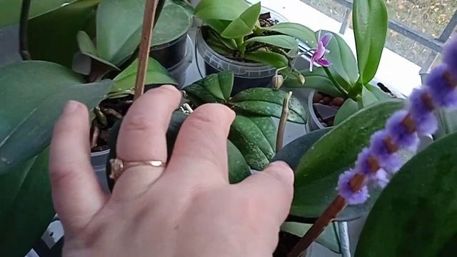 ✨ОСТАТКИ ЦВЕТУЩИХ И НОВЫЕ ЦВЕТОНОСЫ💮🌸🌺ОБЗОР😍 смотреть онлайн