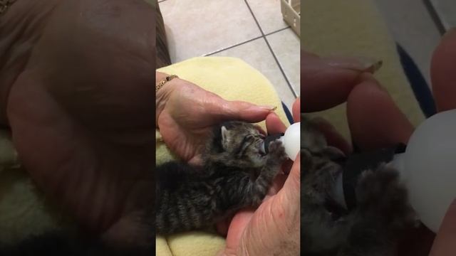 Cutest bottle fed kitten 2