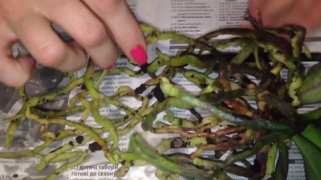 Посадка орхидеи в " Закрытую систему ". Часть 1 смотреть онлайн