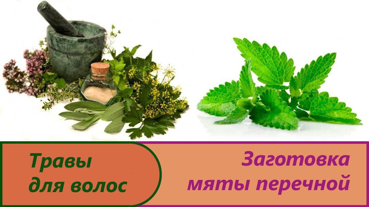 Заготовка мяты перечной. Свойства и способ сушки мяты. Полезные качества мяты
