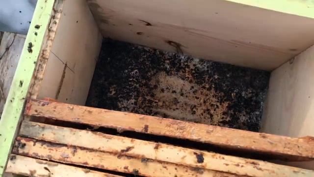 Гибель пасеки! Погибла пасека! гибель пчел Северо-запад смотреть онлайн