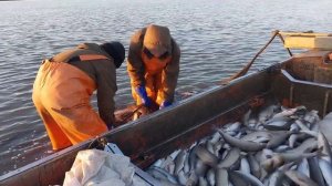 Рыбный промысел у Восточно-Сибирского моря