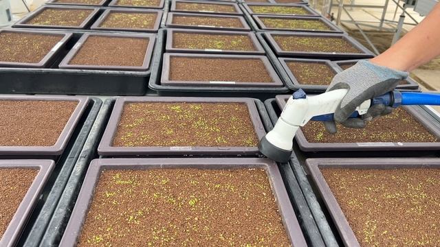 SUB) How to grow conophytums from seeds l 코노피튬 파종하는 방법 смотреть онлайн