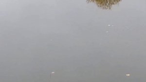 На реке Дойбица. Рыбалка. Очаровательная природа)