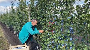 Как вырастить 43 тонны сливы с одного гектара сада посаженного по методу UFO.