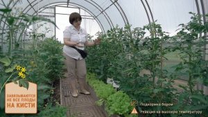 Полезные советы по выращиванию томата. Выращивание томатов в теплице.