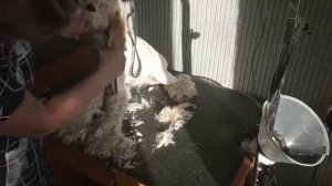 АМЕРИКАНСКИЙ КОКЕР СПАНИЕЛЬ Айза у меня на стрижке ГРУМИНГ