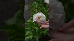 Пион Blushing Princess / питомник растений Натальи Горх