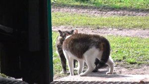 Кошки ругаются... матом?