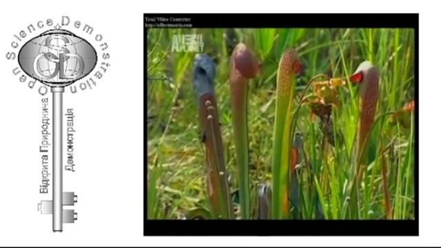 Рослина-хижак смотреть онлайн