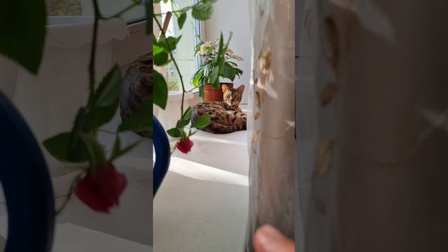 мой котик-котик .Бенгал в семье. Кешшшшша... смотреть онлайн