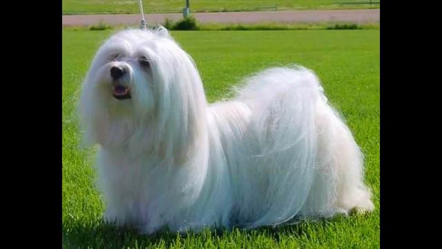 корм для собак екатеринбург купить смотреть онлайн