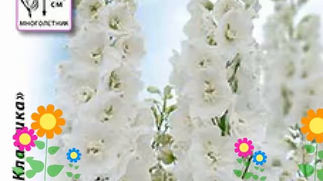 Дельфиниум культурный (Хрустальный фонтан). Краткий обзор, описание характеристик, где купить семен смотреть онлайн