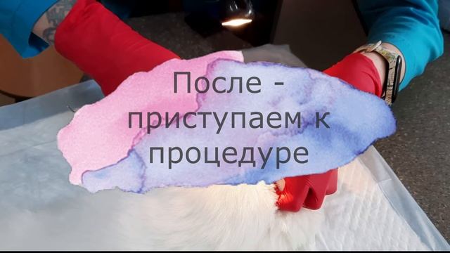 Клинический случай. Удаление молочных зубов у кошки. смотреть онлайн