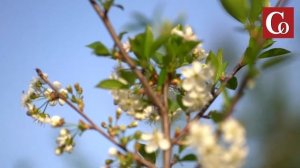 Андрей Туманов  Как бороться с медведкой с помощью навоза