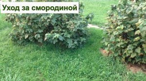 ПОСАДКА, ПОДКОРМКА И УХОД ЗА СМОРОДИНОЙ - ЗАЛОГ УРОЖАЯ КРУПНОЙ, ВКУСНОЙ ЯГОДЫ. РАЗМНОЖЕНИЕ СМОРОДИН