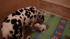 Щенки далматина