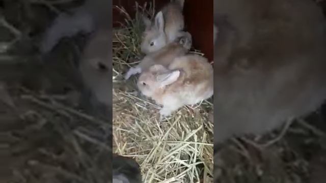 Кролики. Вислоухие бараны. (Помесь)16 дней смотреть онлайн