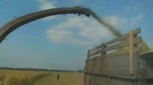 Комбайн роторный прицепной Рось 2 на кукурузе