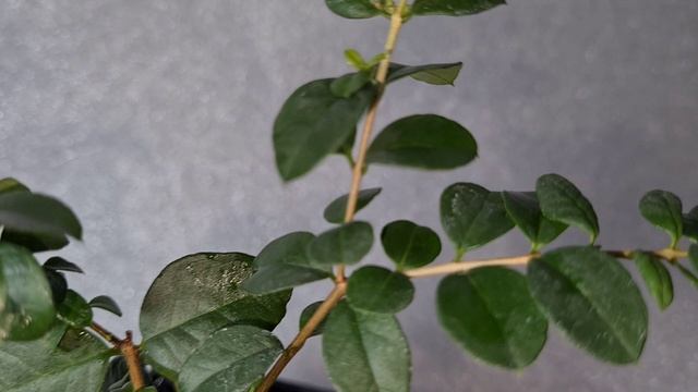 Мирт Лума остроконечная 2