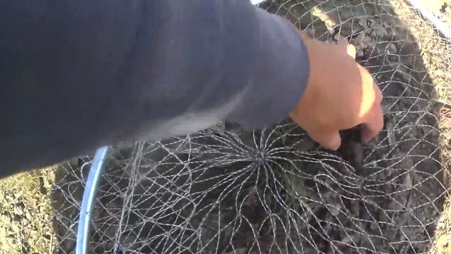 Такую стерлядь я еще не видел.. Ловля стерляди на донки.