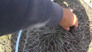 Такую стерлядь я еще не видел.. Ловля стерляди на донки.