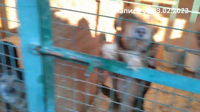 Чип и Тильда уступили место собакам из разбомблённого приюта Донецка смотреть онлайн