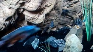 Snack Time!  Kigoma Frontosa colony - African Cichlid Aquarium