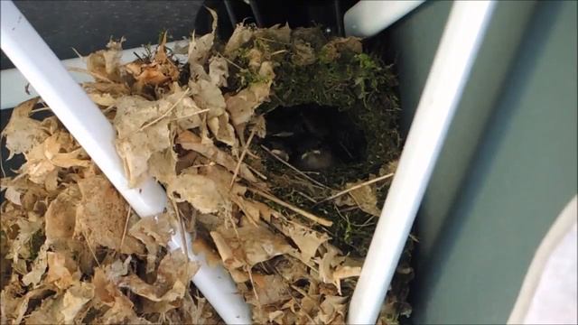 Крапивник обыкновенный смотреть онлайн