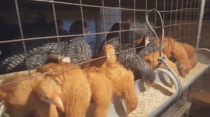 Растим здоровую птицу. Рыбий жир - супер добавка.