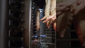 Технологическая линия убоя и разделки  свиней производительностью 80 голов в час.