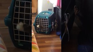Кот показывает фак