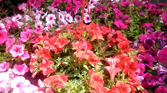 La surfinia смотреть онлайн